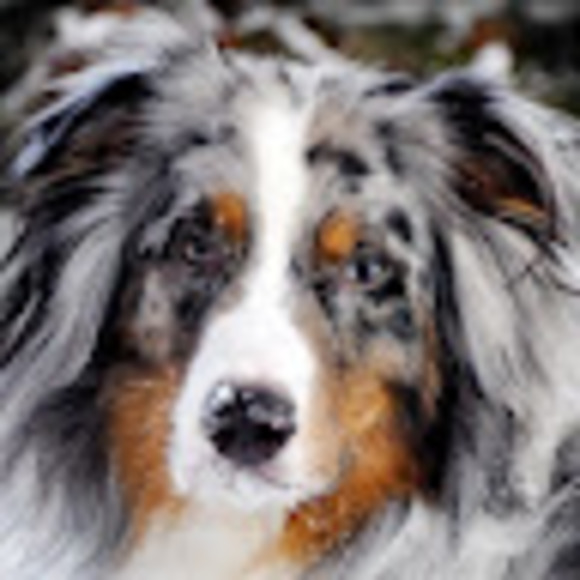 Meet your Posher, Addison - Picture 1 of 1